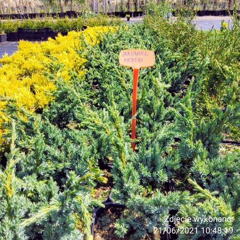 Jałowiec łuskowaty Meyeri stalowo-srebrzysty