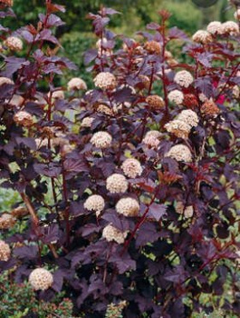 Pęcherznica kalinolistna Purple Horizon (C2)