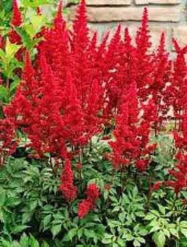 Tawułka arendsa Fanal