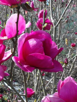 Magnolia Cleopatra (C2)