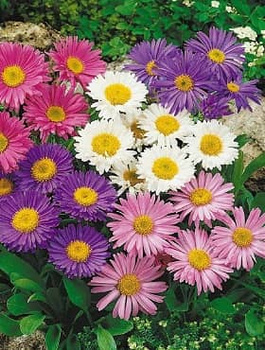 Aster alpejski mix 0,3g