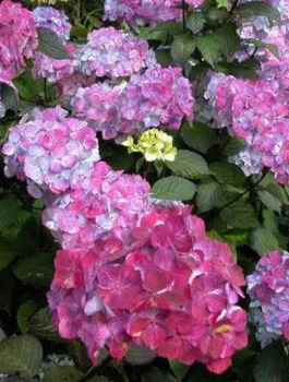 Hortensja piłkowana Presioza (C2)