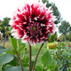 Dalia dekoracyjna Duet biało-czerwona