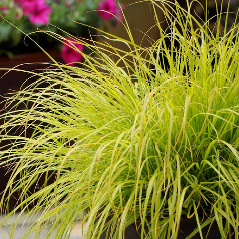 Rozplenica japońska Hameln Gold (P9)