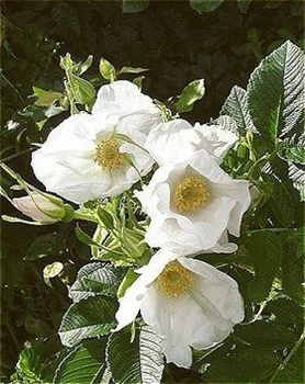 Róża pomarszczona Alba Biała (C2)