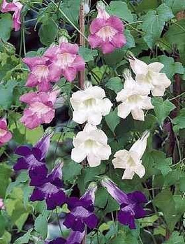 Asarina mieszanka 0,02g