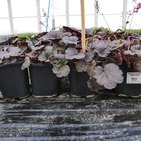 Żurawka ogrodowa Bella Notte (C2)