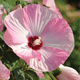 Hibiskus bagienny Luna Pink Swirl (C2)