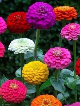 Cynia wytworna daliowa Liliput mieszanka Plantico 1 g