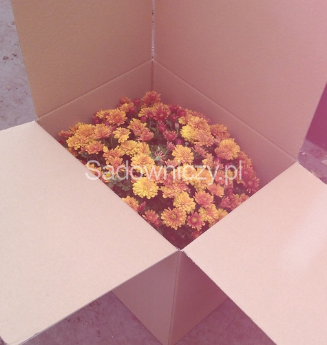 Chryzantema drobnokwiatowa biała DUŻA DONICA