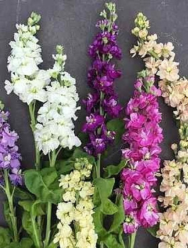 Lewkonia letnia mieszanka 0,5g