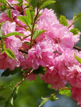 Migdałek różowy forma krzewiasta (C2)