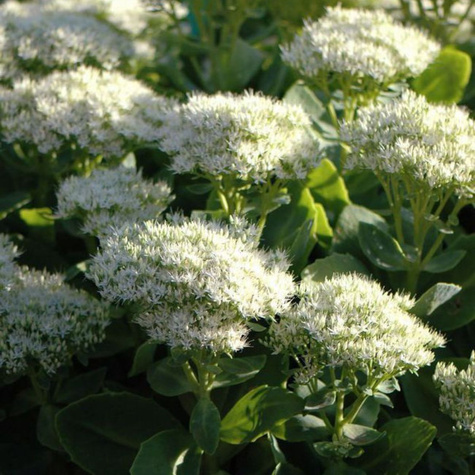 Rozchodnik ogrodowy Stardust (C2)