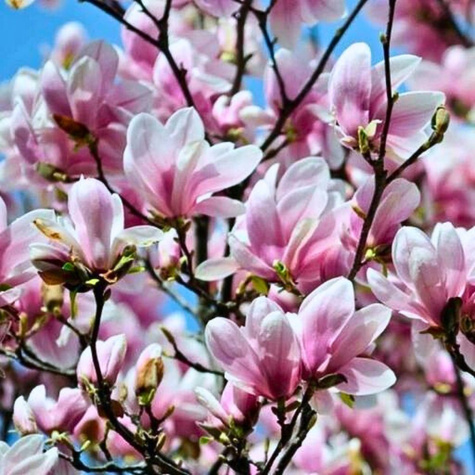 Magnolia Soulange'a 'Speciosa'