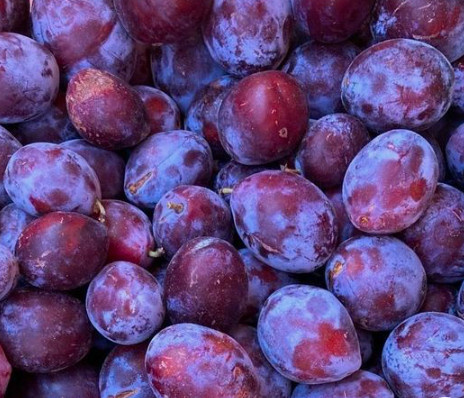 Śliwa Tophit Plus wczesna duża Plant Pack