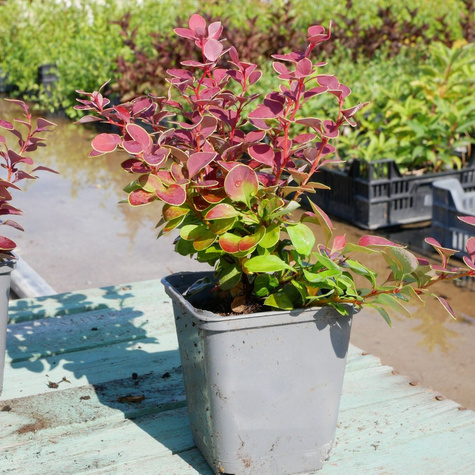 Berberys thunberga Aria (P9)