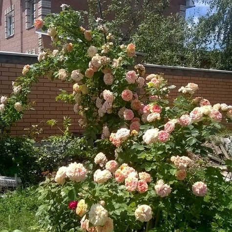 Róża pnąca Alchymist pojemnik