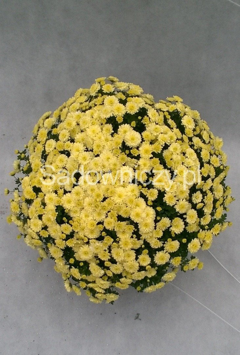 Chryzantema drobnokwiatowa cytrynowa DUŻA DONICA
