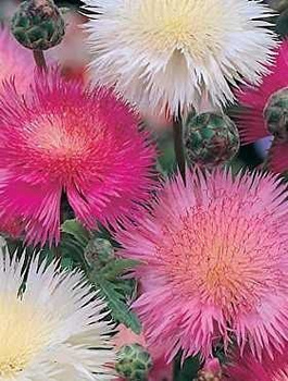 Chaber cesarski mix Vilmorin 1g