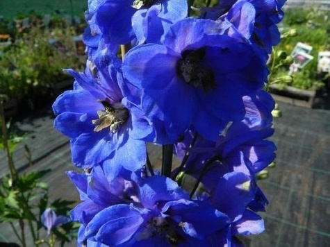 ostróżka ogrodowa Blue Jay (C2)