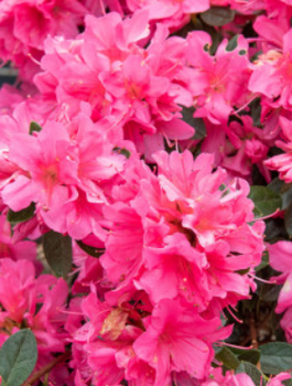 Azalia japońska Isabel (C2)