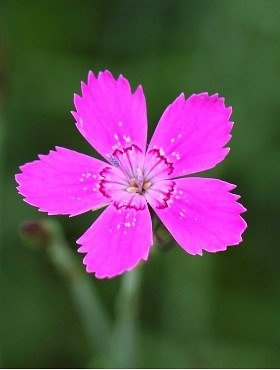 Goździk kropkowany dianthus deltoides 0.5g Plantico