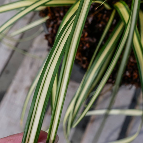 Turzyca oszimska Evergold (C2)