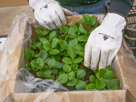 Truskawka balkonowa Summer Breeze Snow w doniczce