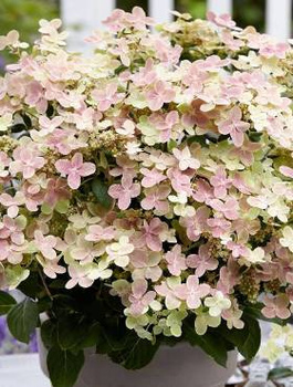 Hortensja bukietowa Polestar (C2)