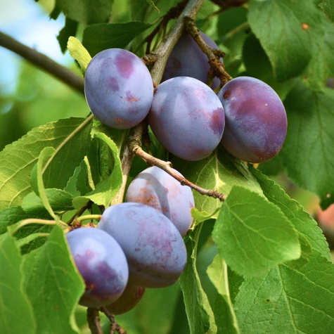 Śliwa Cacanska Najbolja Plant Pack 