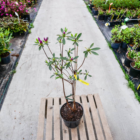 Azalia japońska Blue Danube