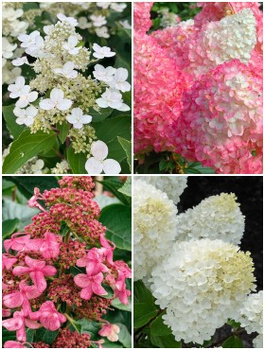 Zestaw hortensji bukietowych – Romantyczny Ogród