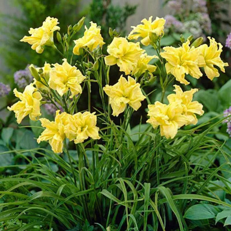 Liliowiec ogrodowy Double River Wye (C2)