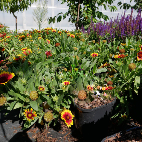 Gailardia oścista Guapa Flamenco Bicolour (C2)