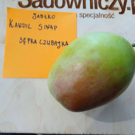Jabłoń Kandil Sinap Sępka Czubajka Plant Pack