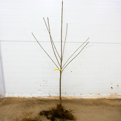 Czereśnia Bladoróżowa Miodówka Jasna Plant Pack