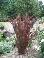 Berberys thunberga Red Pillar (C2)