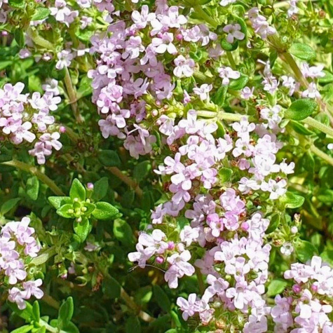 Macierzanka Tymianek Precompa (C2)