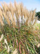 Miscanthus sinensis Miskant chiński 'Kupferberg'
