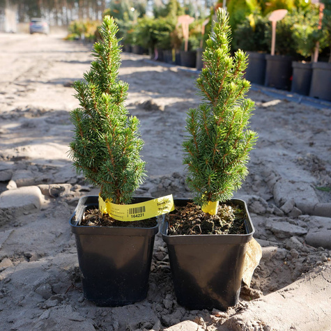 Świerk biały 'Piccolo'