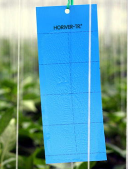 Małe niebieskie tablice lepowe Horiver-Tr 10 szt (25x10cm)