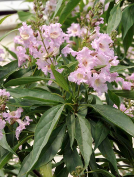 Katalpa Surmia Szczepiona Na Pniu Chitalpa Taszkiencka