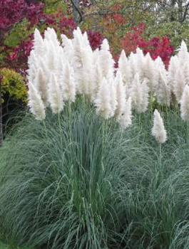 Trawa pampasowa White Feather (C2)