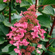 Hortensja bukietowa Living Infinity (C2)
