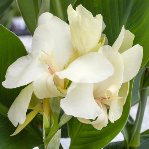 Paciorecznik Canna Kanna Puck