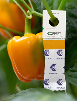 Dobroczynek kalifornijski Spical Plus 500 saszetek