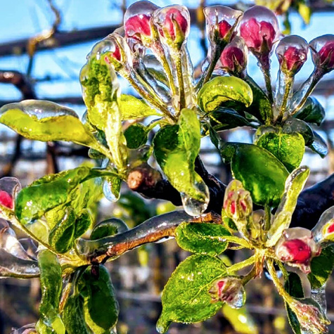 Jabłoń Jonagored Red Jonaprince w doniczce C2