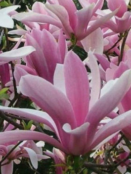 Magnolia George Henry Kern (C2)