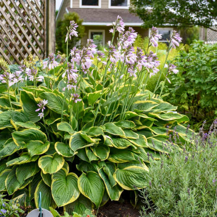 Funkia Hosta Aureomarginata żółto-zielona