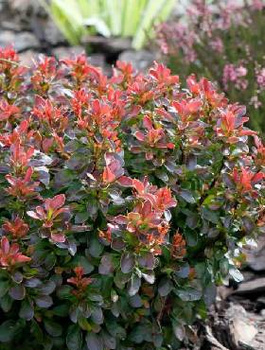 Berberys Thunberga Bagatelle (C2)